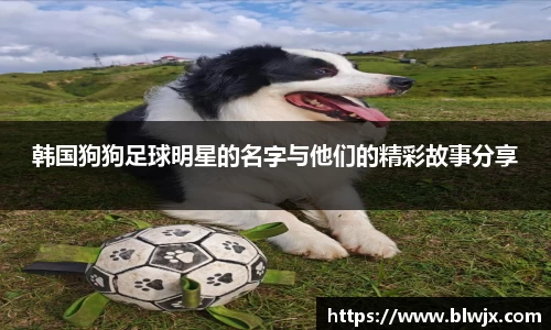 韩国狗狗足球明星的名字与他们的精彩故事分享